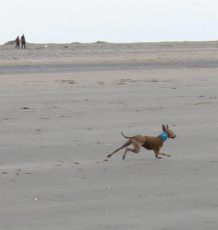 Italiensk mynde Nubit (Golden Lady) billede 13