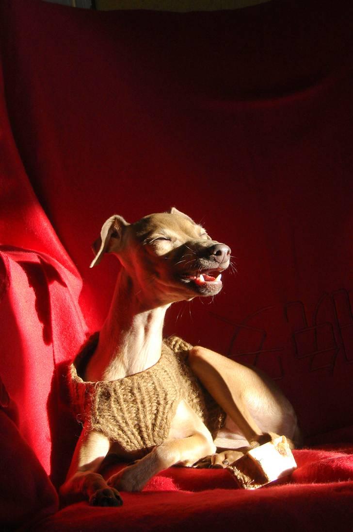 Italiensk mynde Nubit (Golden Lady) - Nubit kan både smile, og som det ses her, grine. billede 14