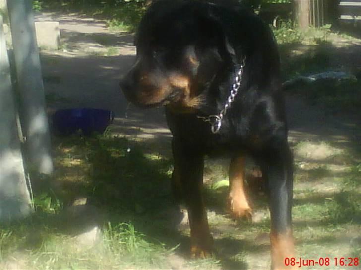 Rottweiler Jilly - supersmukke jilly  billede 4