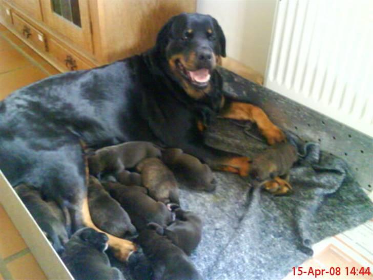 Rottweiler Jilly - så smuk selvom hun er mor til 12 hihi billede 5