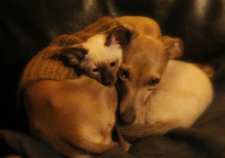 Italiensk mynde Nubit (Golden Lady) billede 15