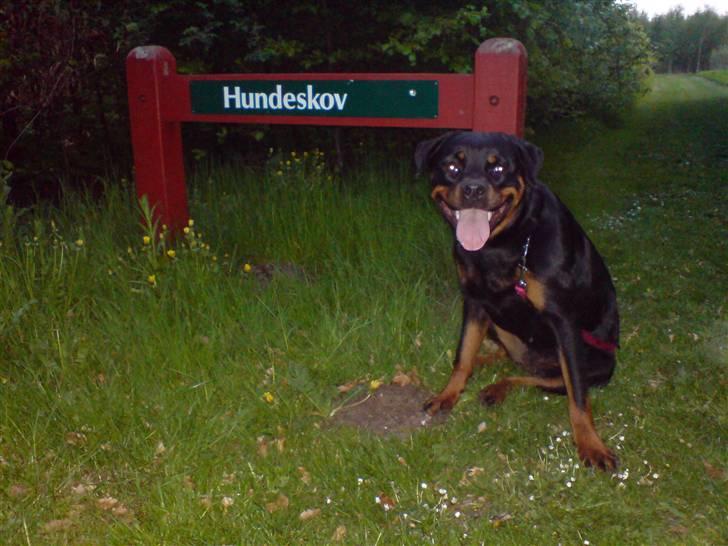 Rottweiler Aya - Hundeskoven... alletiders billede 3