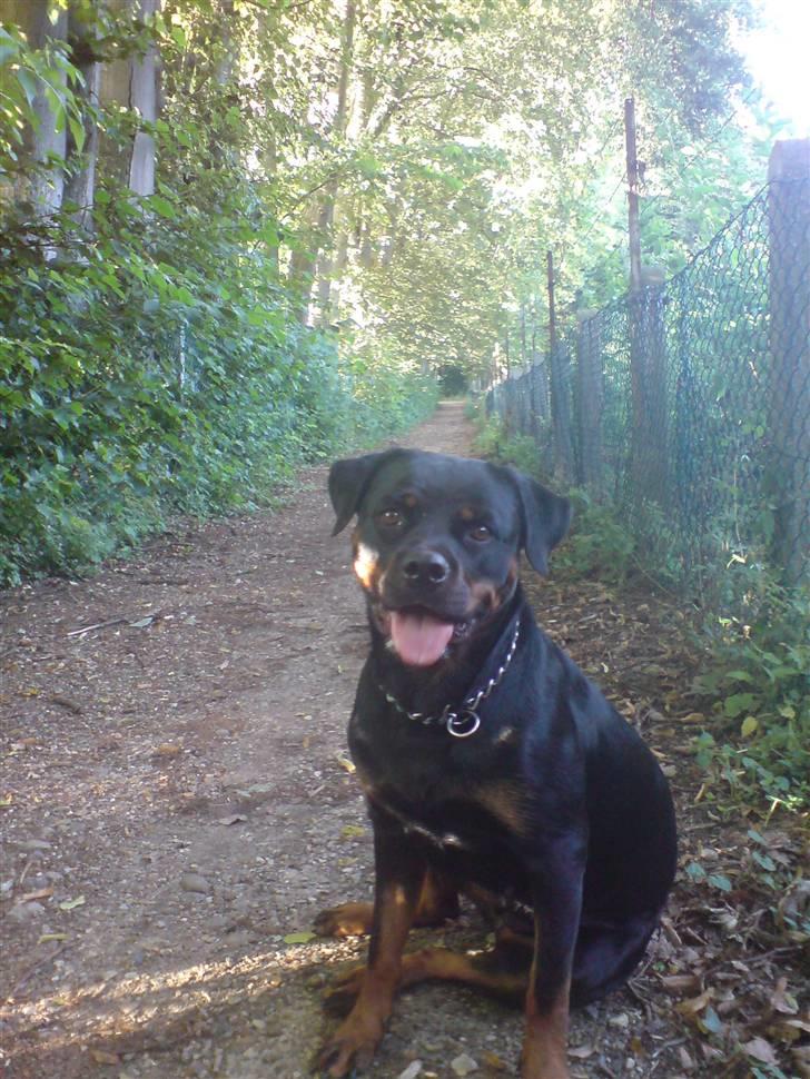 Rottweiler Aya - Sit ! billede 4