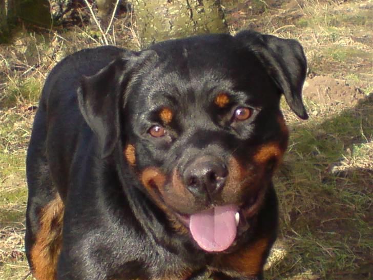 Rottweiler Aya - Kom nu... vi ska videre billede 5