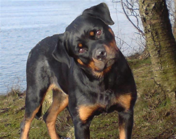 Rottweiler Aya billede 6