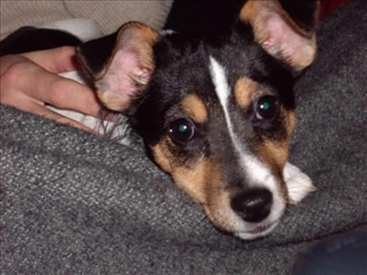 Jack russell terrier Tara R.I.P - Da vi lige havde fået hende var ørene næsten rigtige, men hun var på størrelse med et marsvin!(: Foto: Mig billede 8