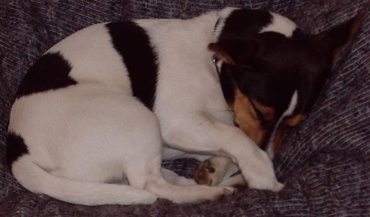 Jack russell terrier Tara R.I.P - Jeg.. elsker.. dig.. Tara.. Foto: Mig billede 9