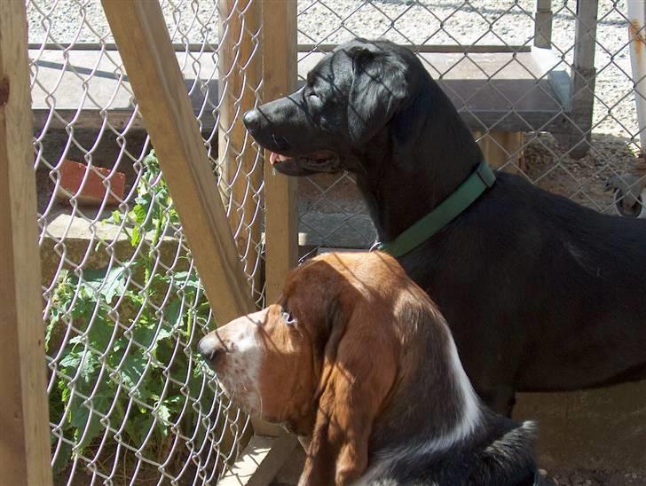 Basset hound Snubbi, født Albert billede 9