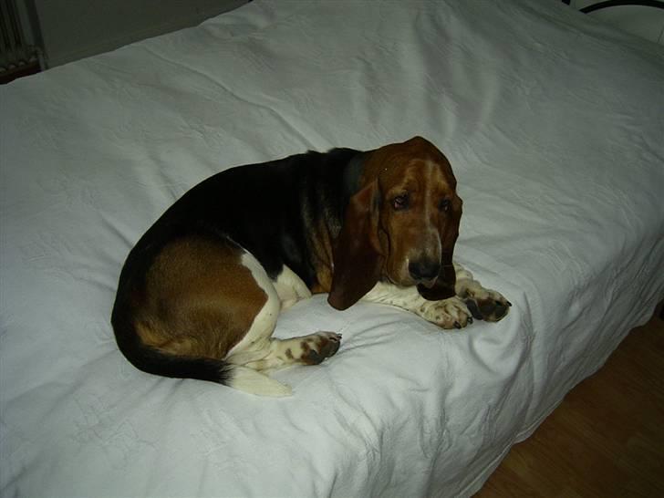 Basset hound Snubbi, født Albert billede 10