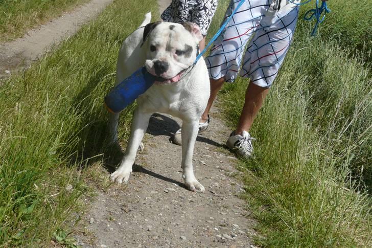 Amerikansk bulldog Batman Hector - Er ret stolt af mit vand-legetøj, så bærer det gerne hjem billede 11