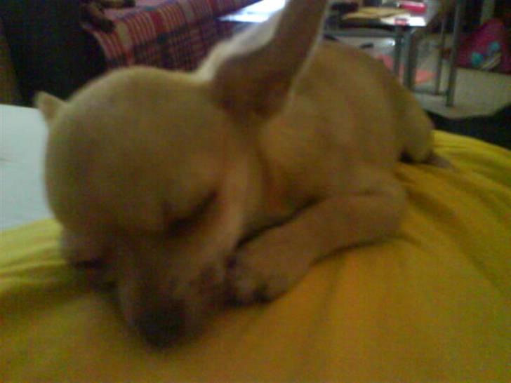 Chihuahua .··..··. Oscar.··..··.  - "Såå kunne jeg ik holde til at lege mer".. Ligger på far *Snork* billede 8