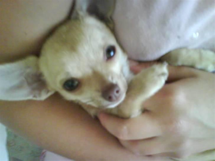 Chihuahua .··..··. Oscar.··..··.  - Cute Lille Oscar c",)<3<3<3 billede 9