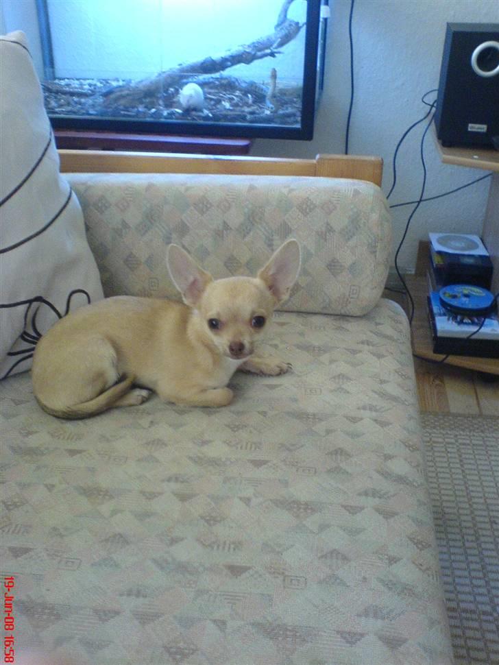 Chihuahua .··..··. Oscar.··..··.  billede 10