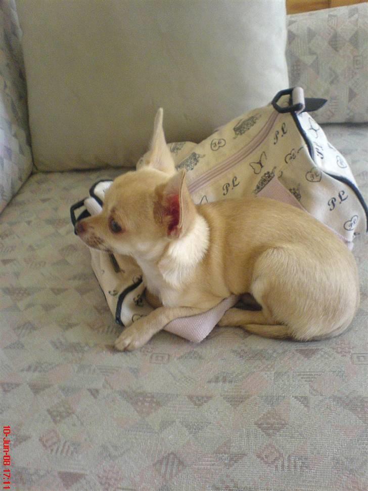 Chihuahua .··..··. Oscar.··..··.  billede 11