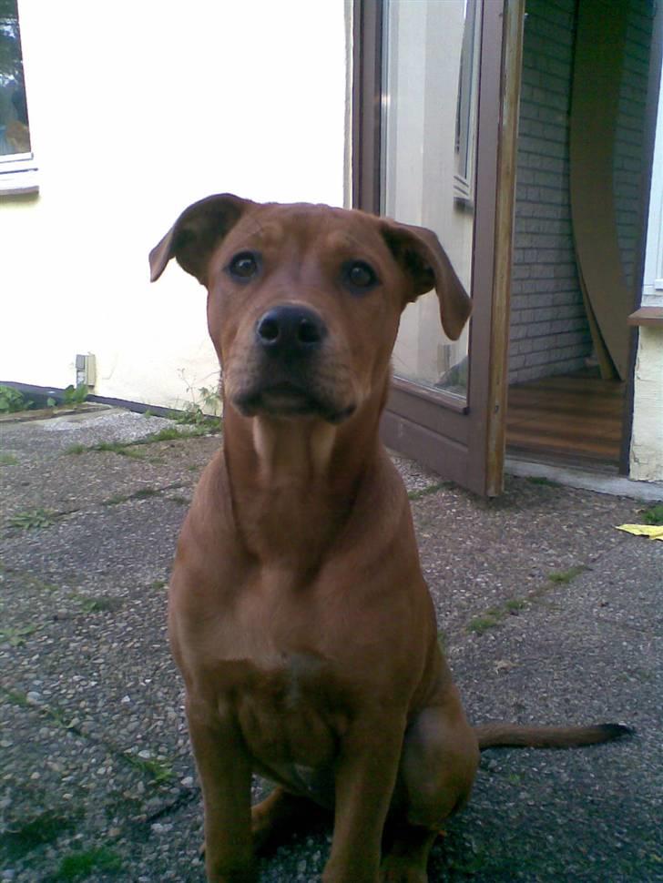 Blanding af racer >Miss Diva< - Så skøn! billede 1