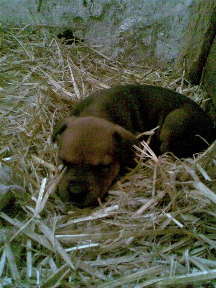 Blanding af racer >Miss Diva< - Og her er hun så blevet træt. Der kommer flere billeder, men i flytte rodet kan jeg ikke finde mit kabel. billede 2