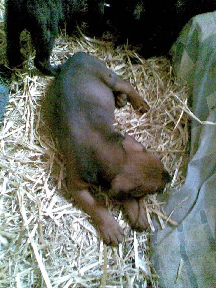 Blanding af racer >Miss Diva< - Der kommer flere billeder, men i flytte rodet kan jeg ikke finde mit kabel. billede 3