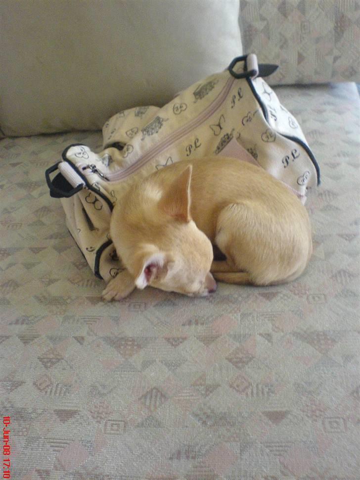 Chihuahua .··..··. Oscar.··..··.  billede 12