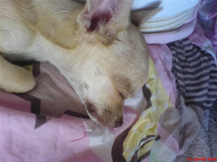 Chihuahua .··..··. Oscar.··..··.  billede 13