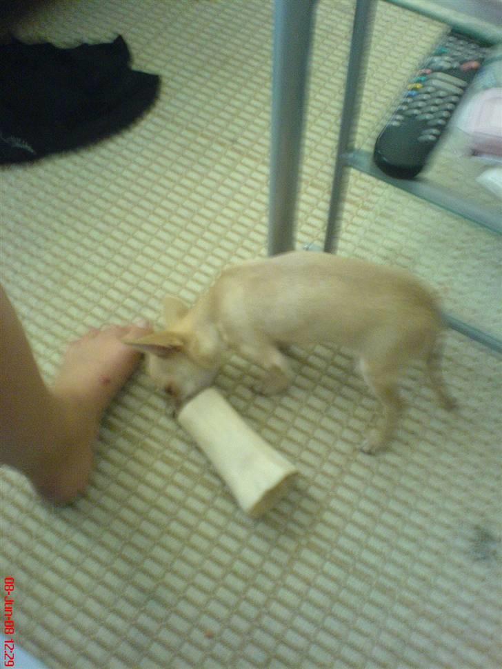 Chihuahua .··..··. Oscar.··..··.  - "Mums, mit kødben er bare guf" billede 14