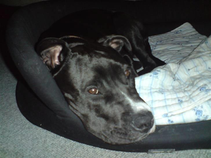 Amerikansk staffordshire terrier Zin-G - Han er træt .. billede 11