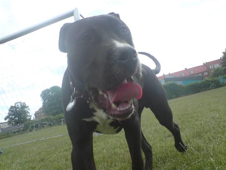 Amerikansk staffordshire terrier Zin-G - Basse (: billede 12