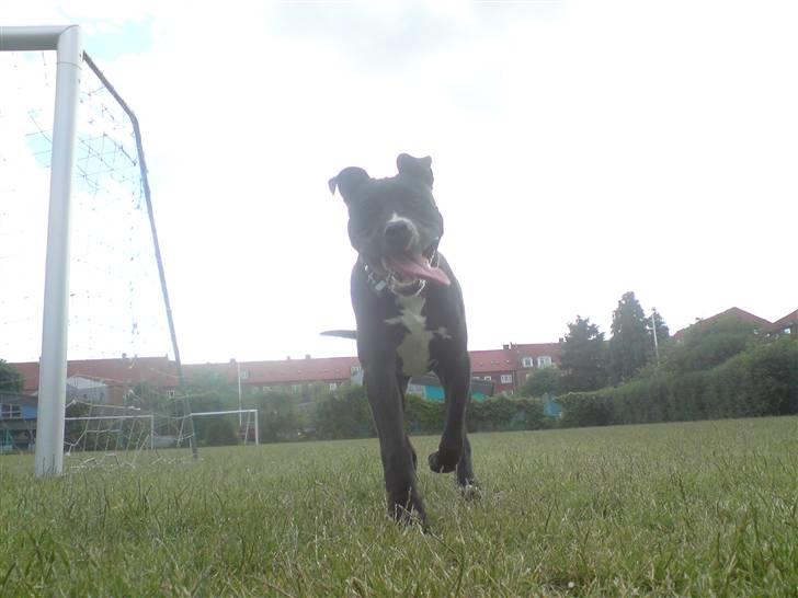 Amerikansk staffordshire terrier Zin-G - Jeg kommer nu far ! :) billede 13