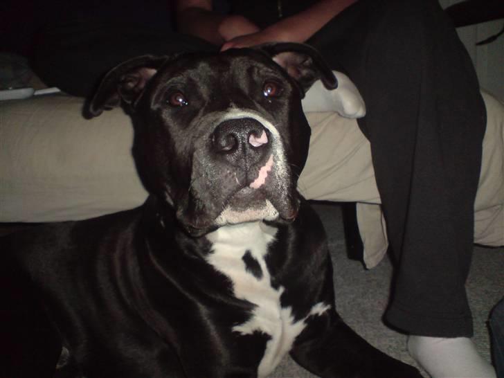 Amerikansk staffordshire terrier Zin-G - Gaaab! billede 14