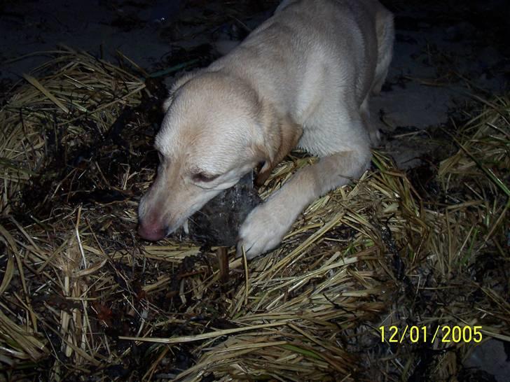 Blanding af racer Balou R.I.P. billede 1