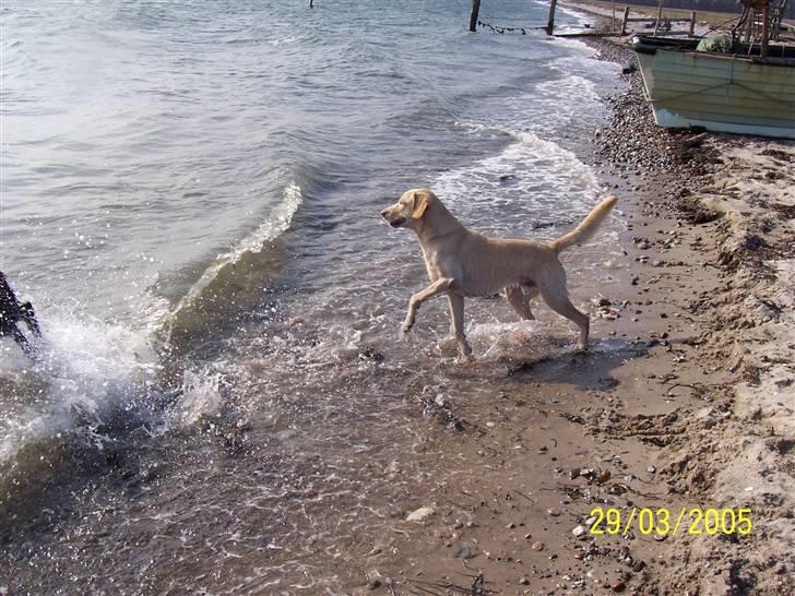 Blanding af racer Balou R.I.P. billede 2