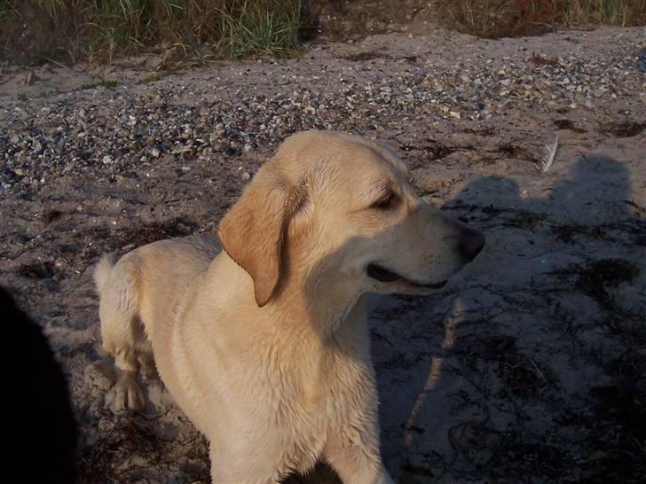 Blanding af racer Balou R.I.P. billede 3