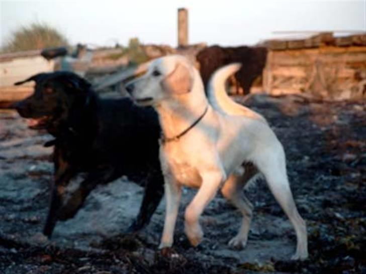 Blanding af racer Balou R.I.P. billede 4