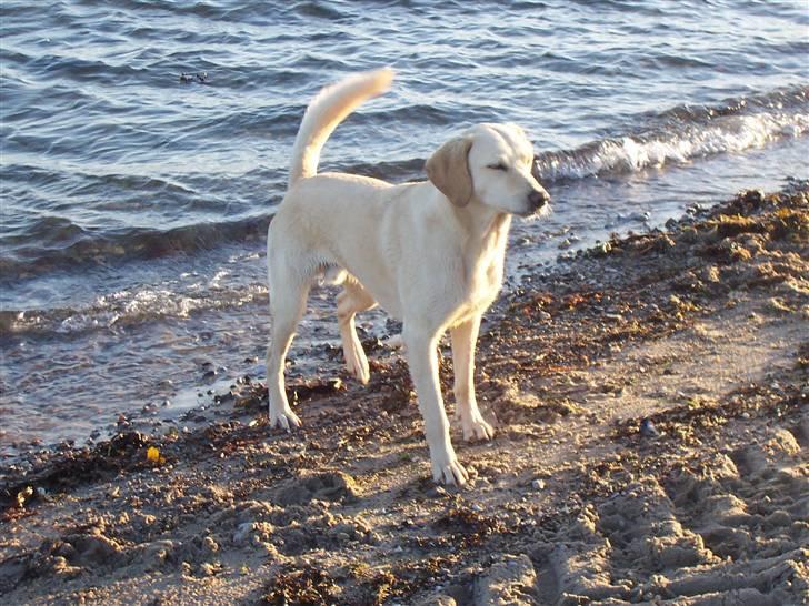 Blanding af racer Balou R.I.P. billede 5