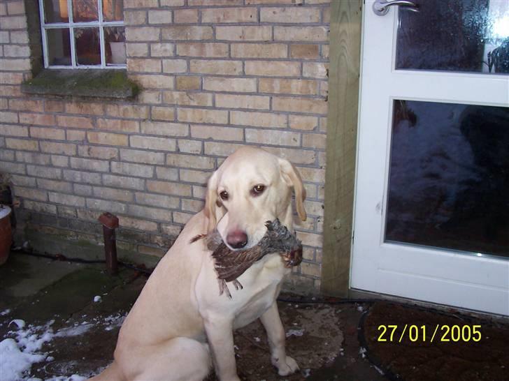 Blanding af racer Balou R.I.P. billede 6