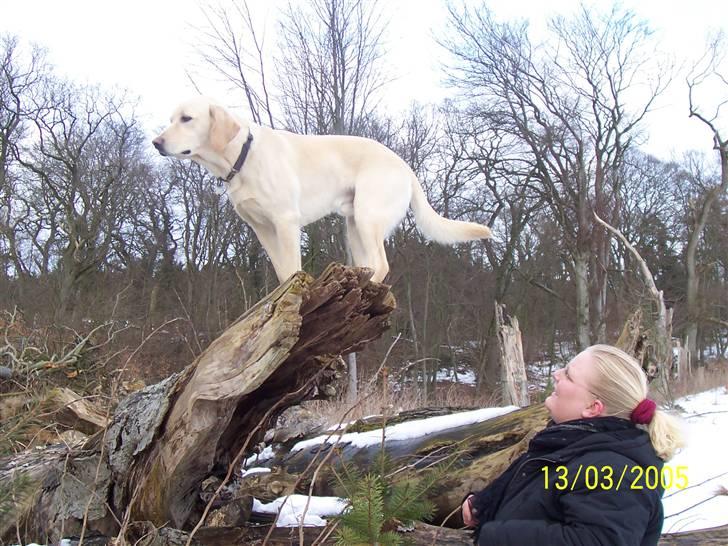 Blanding af racer Balou R.I.P. billede 7