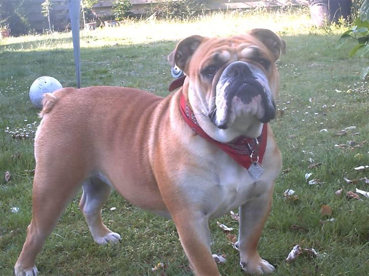 Engelsk bulldog a CHILLI UZI billede 14