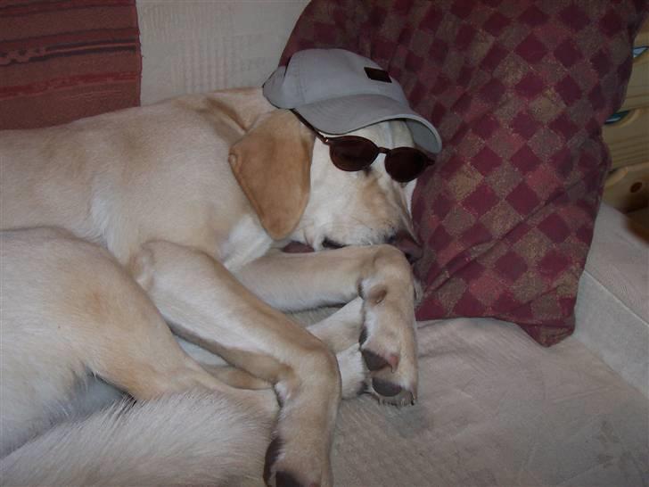 Blanding af racer Balou R.I.P. billede 8