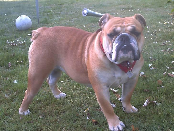 Engelsk bulldog a CHILLI UZI billede 15