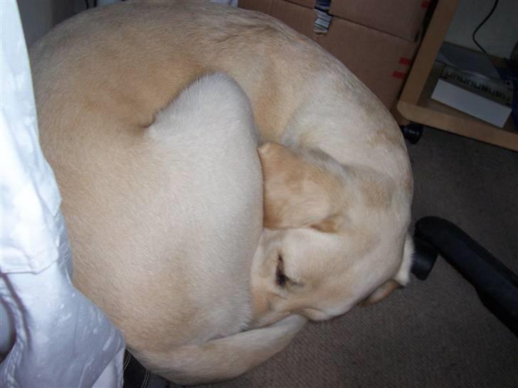 Blanding af racer Balou R.I.P. billede 9