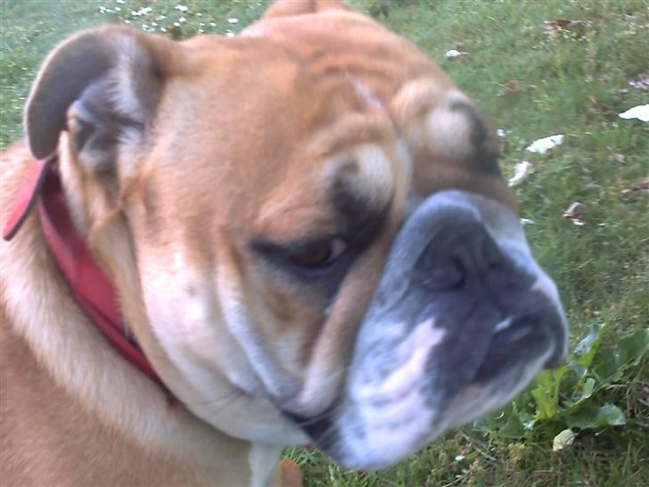 Engelsk bulldog a CHILLI UZI billede 16