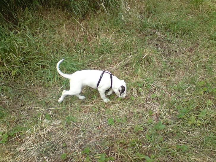 Amerikansk bulldog chico billede 6