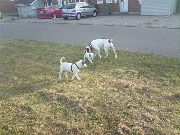 Amerikansk bulldog chico - mig og 2 af mine gode venner jeg ser meget tit  billede 7