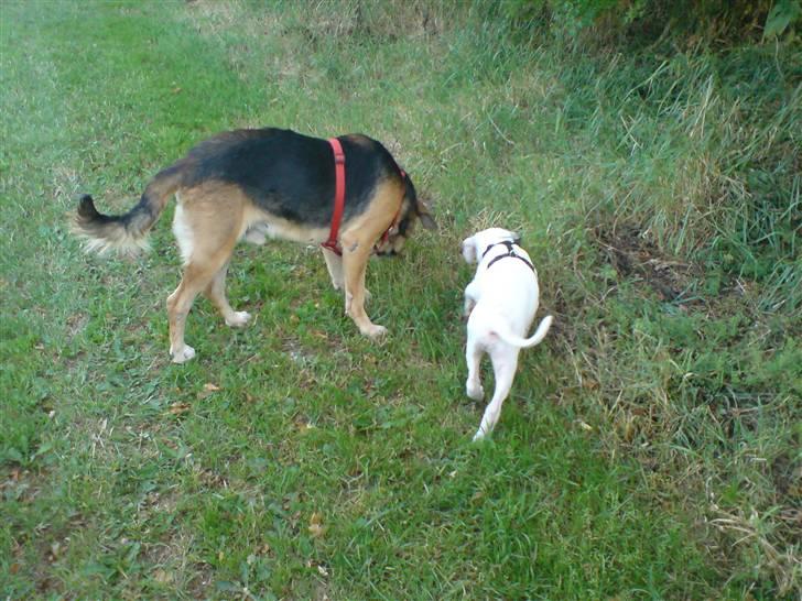 Amerikansk bulldog chico - mig og sultan min sammenlever hehe billede 8