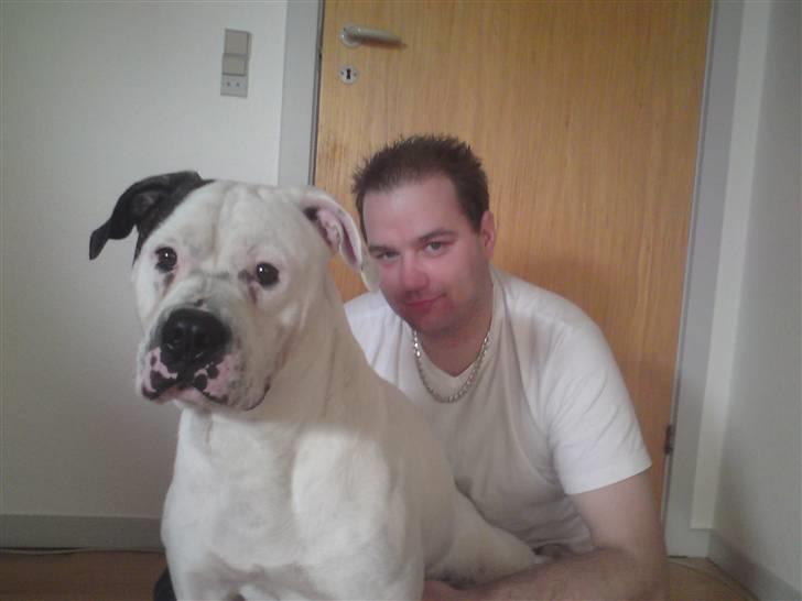 Amerikansk bulldog chico - mig og far  billede 9