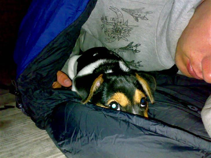 Jack russell terrier Lilo - Lilos første overnatning i det fri. Der er deligt lunt i soveposen :) billede 9
