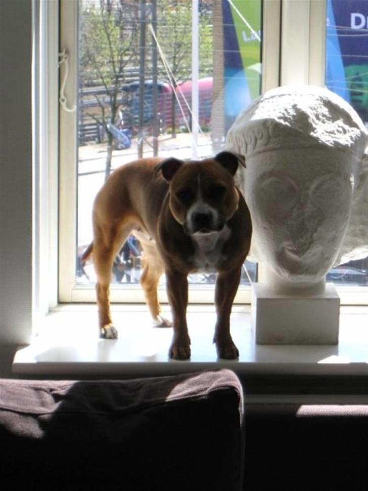 Staffordshire bull terrier Chloé billede 9