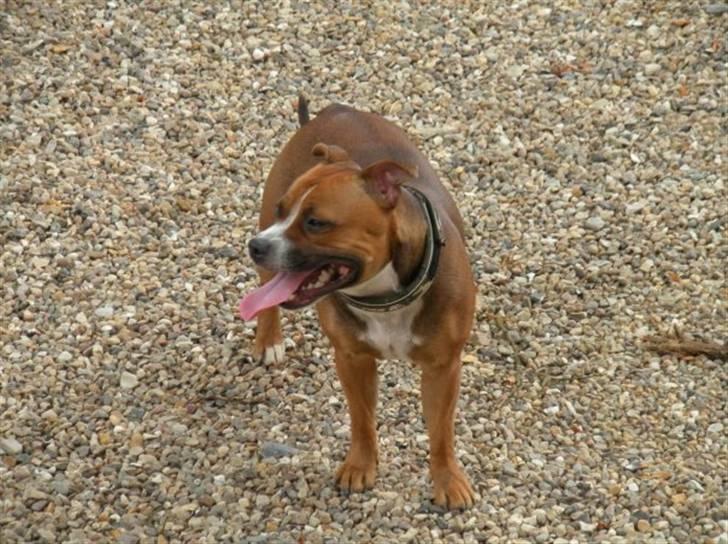 Staffordshire bull terrier Chloé billede 10