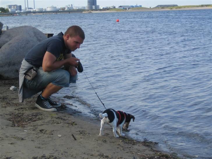 Jack russell terrier Lilo - "Puha, ser det vand ikke lidt koldt ud?" billede 10