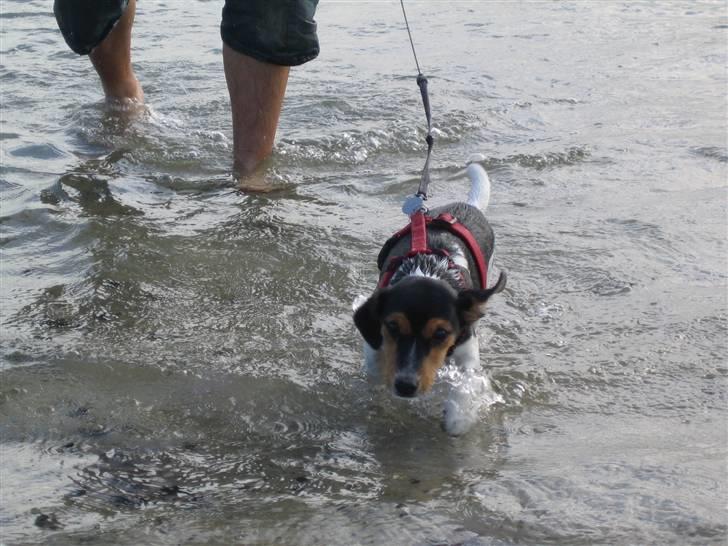 Jack russell terrier Lilo - "Jo, det var smadderkoldt. Lad mig komme op i en fart!" billede 11