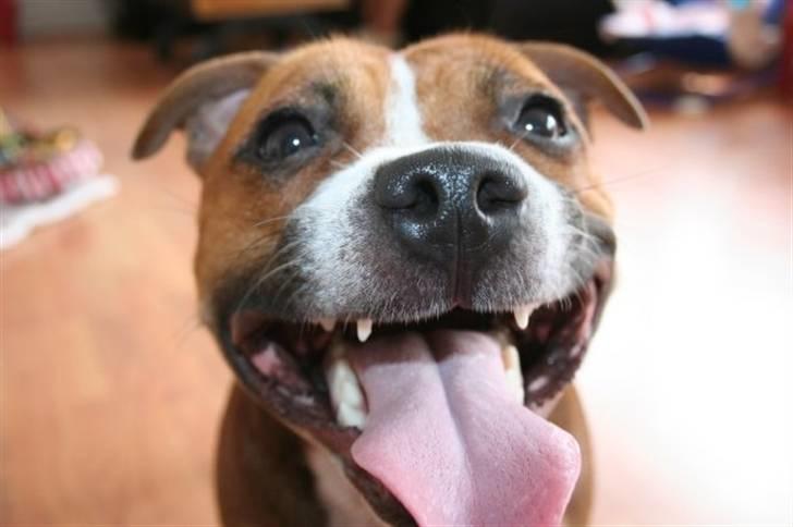 Staffordshire bull terrier Chloé - at putte i sofaen... billede 11